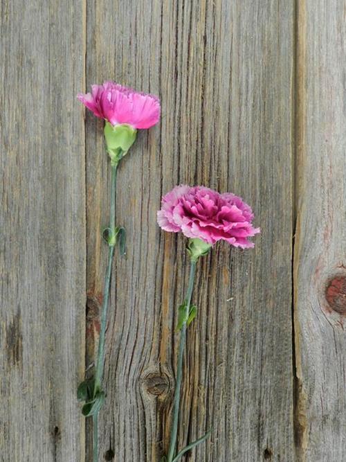 TENDERLY FUCHSIA CARNATIONS